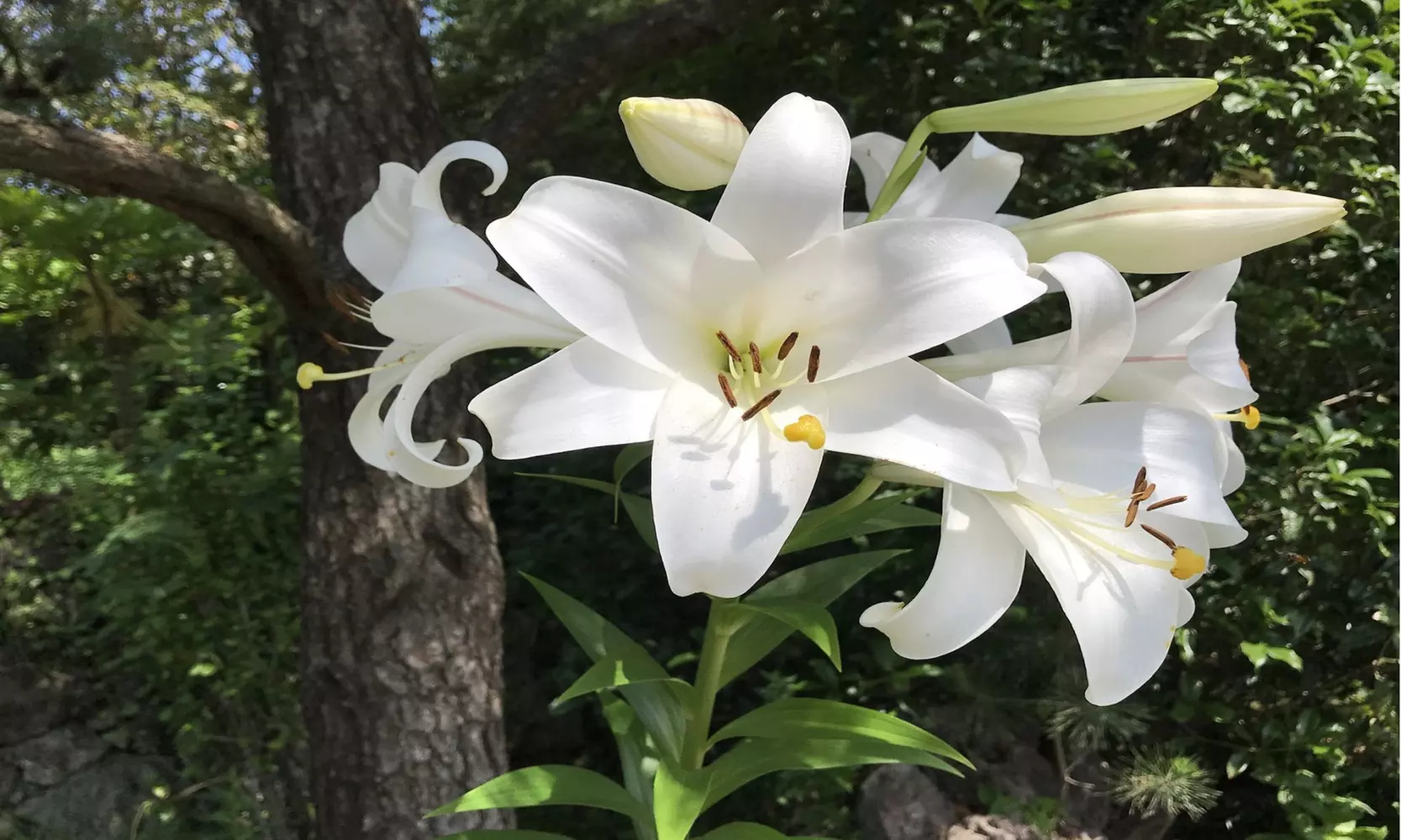 "Pretty Lady" Giant Tree Lily Flower Bulbs (3-, 6-, 12-Pack With Planting Tool)
