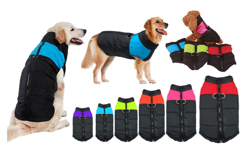 dog vest jacket