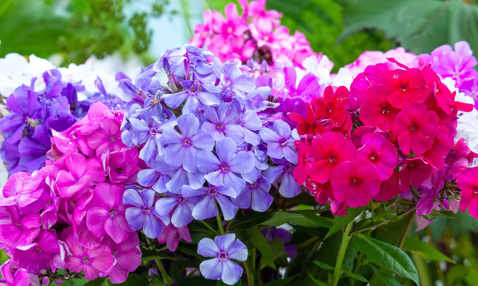 Colorful Mix Garden Phlox Bare Root Flowers (3-, 6-, 12-Pack With Planting Tool)
