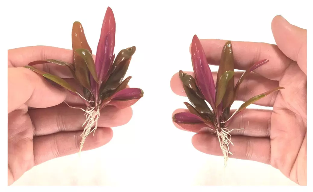 1 Stem Alternanthera Reineckii Mini Red Carpet Live Aquarium Plant - Primary Image