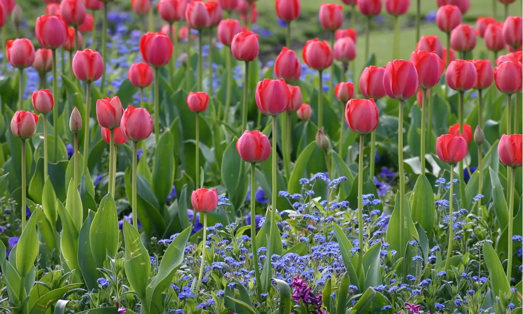 Pink Cotton Candy Spring Tulip Flower Bulbs (8pk, 16pk, 40pk With Planting Tool) - Primary Image
