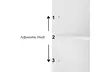 Bathroom Floor Storage Cabinet with Single Door Adjustable Shelf 4 Drawers - Second Medium