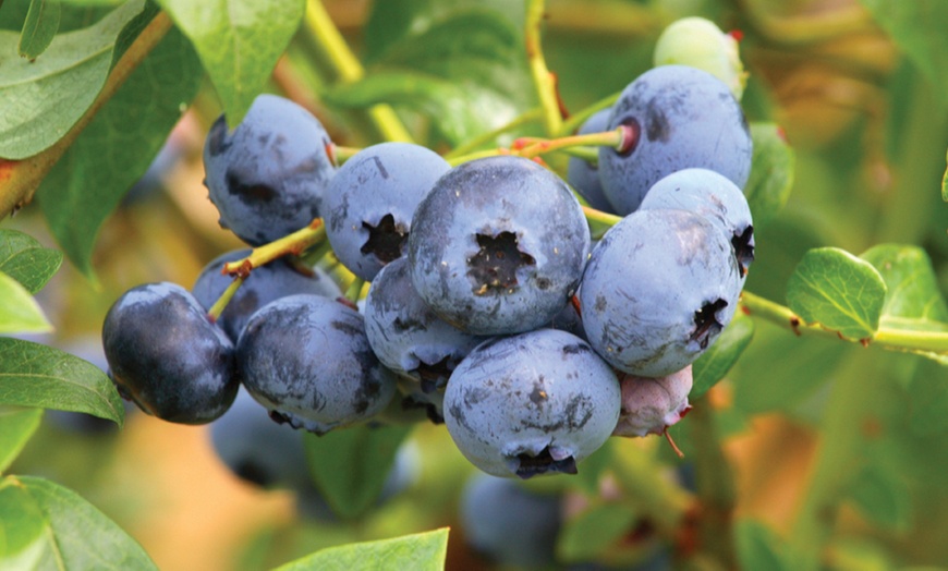 Image 2: Blueberry Plants Collection