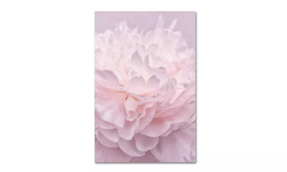 Cora Niele 'Pink Peony Petals I' Canvas Art - Second Medium
