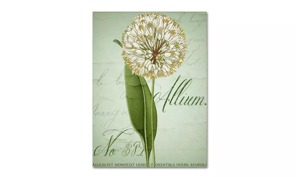 Color Bakery 'Allium II' Canvas Art - Primary Image