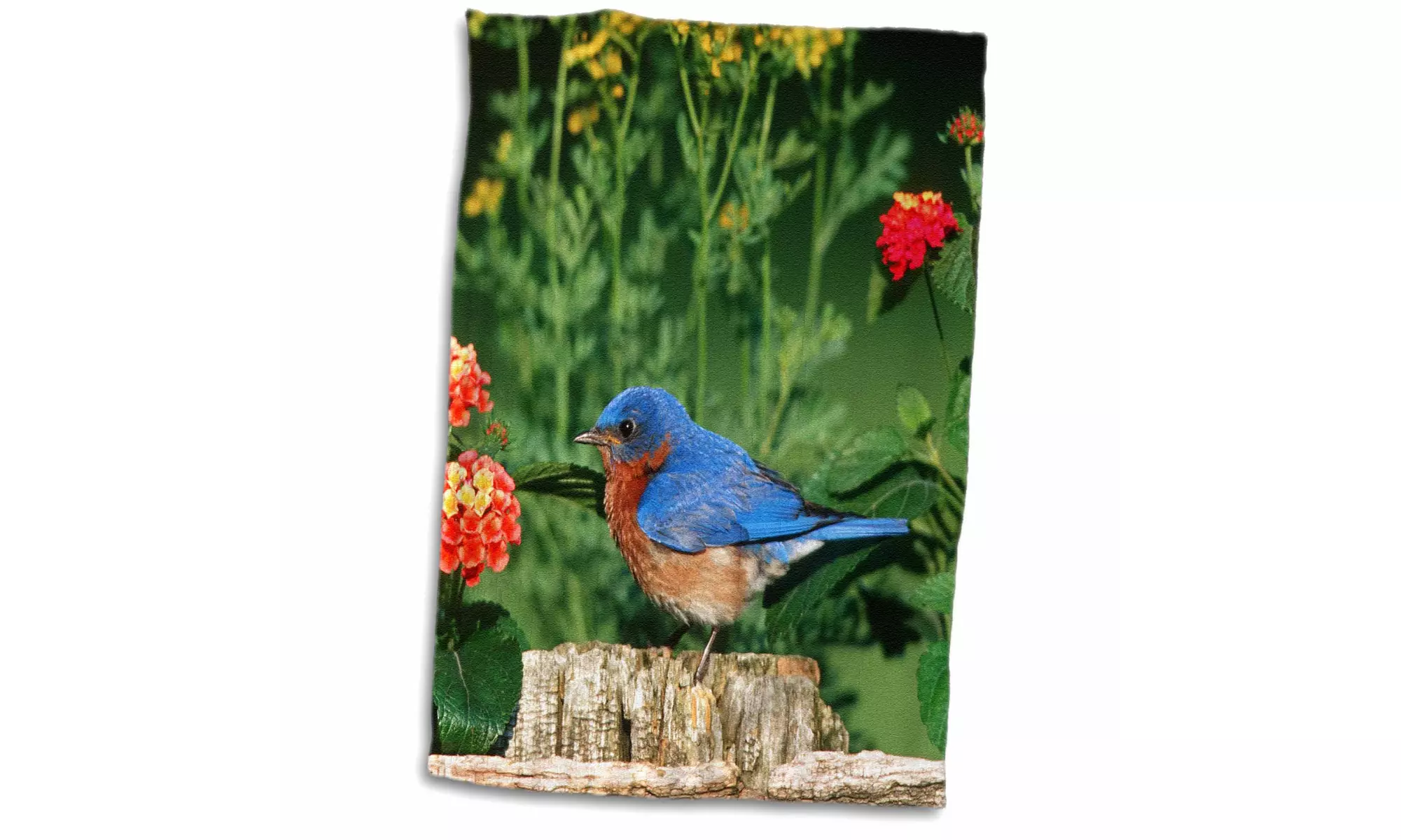 Towel - Eastern Bluebird male on wooden fence near garden, Lantana and Rue - Primary Image
