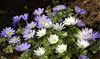 Colorful Anemone Blanda Bulbs: 15, 30, 75-Pack with Planting Tool