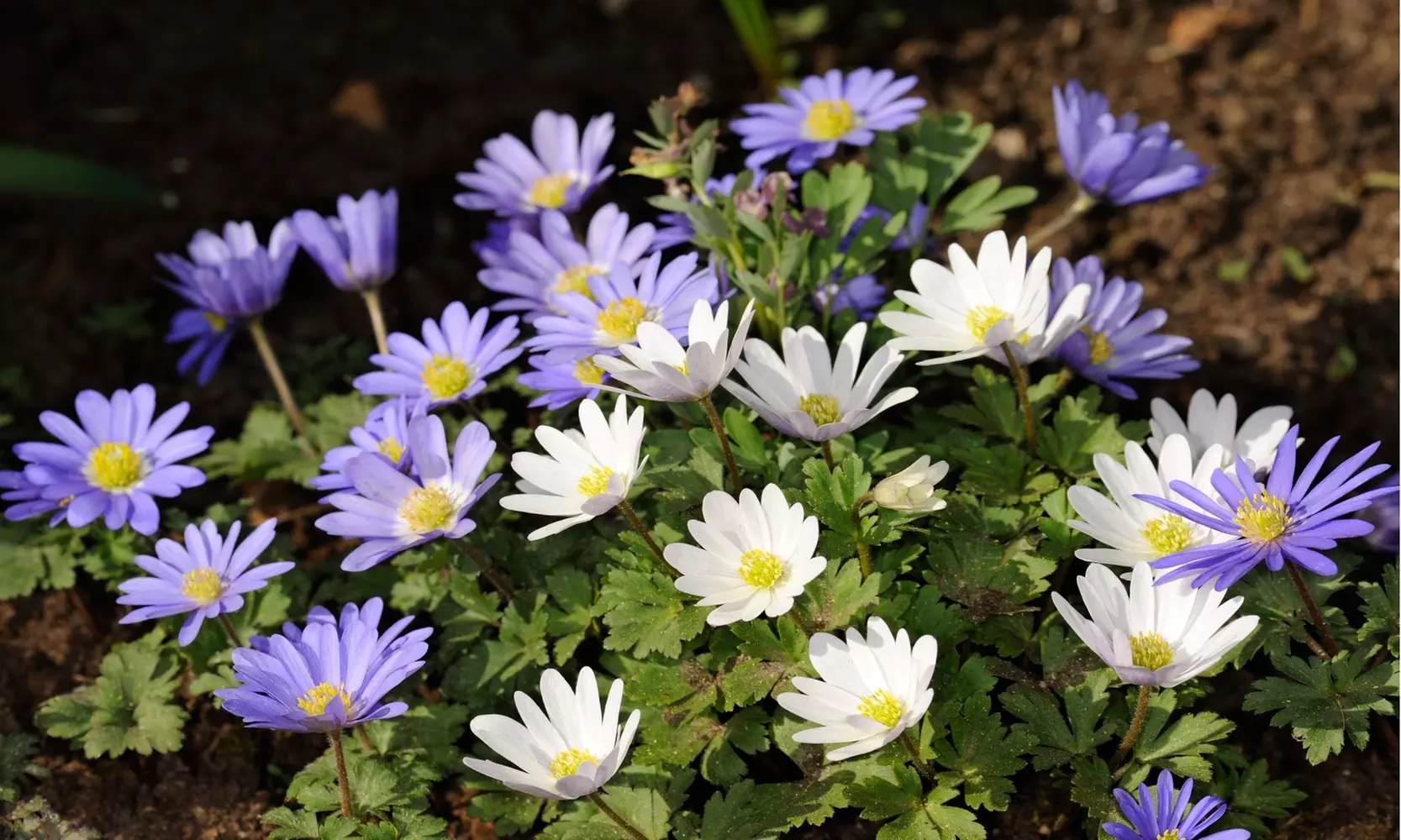 Colorful Anemone Blanda Bulbs: 15, 30, 75-Pack with Planting Tool - Primary Image