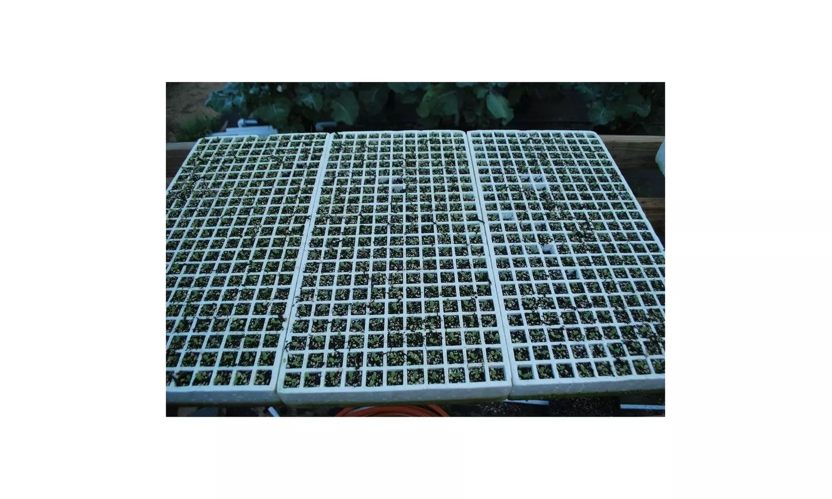 Riverstone Industries RSI RSI-ST2PK Hydroponic Seed Tray - 128 & 242 Plugs - Second Medium