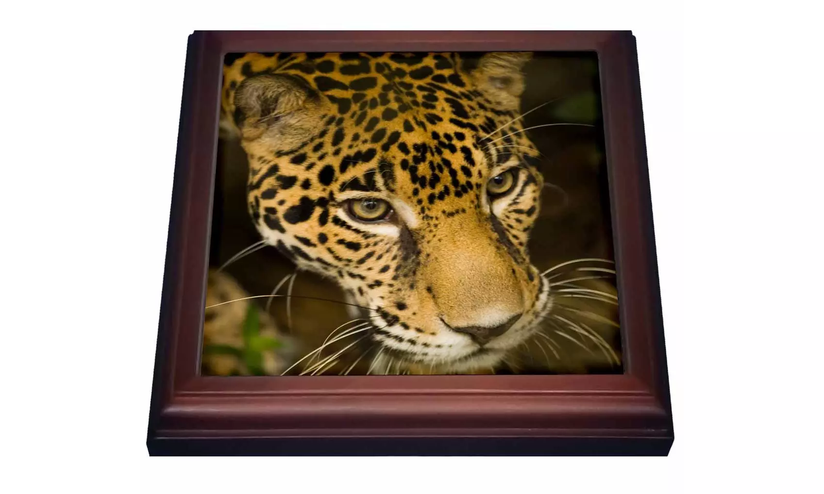  Trivet with TileJaguar Belize Zoo BelizeSA02 JME0246John and Lisa Merrill - Second Medium