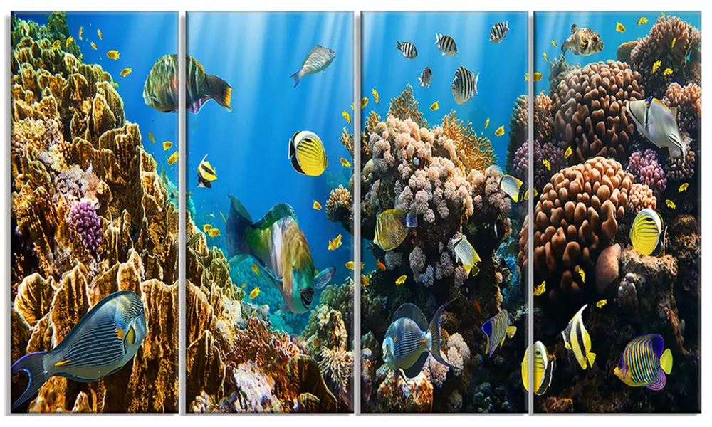 Coral Colony Panorama - Photography Canvas Art Print - Primary Image