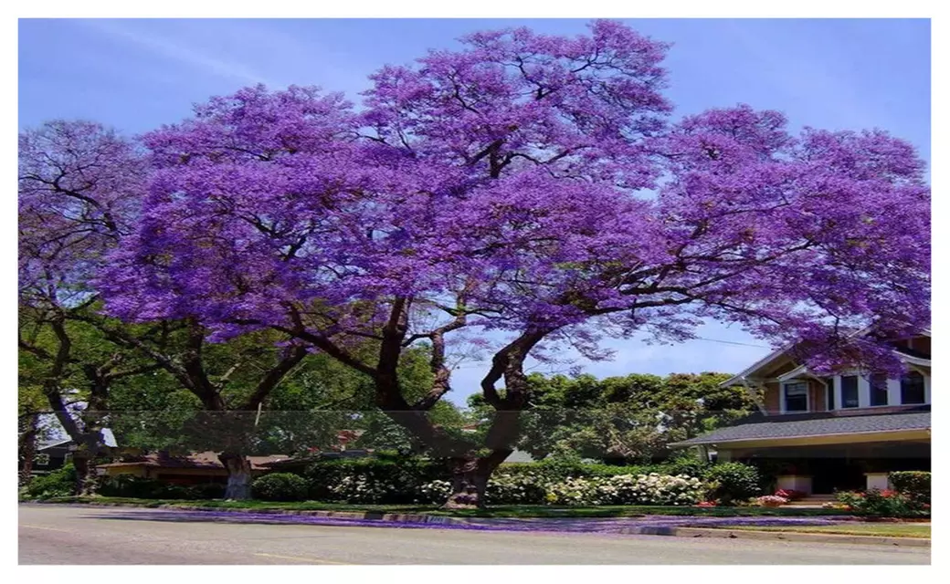 Royal Empress Tree 100 seeds Paulownia Tomentosa Fastest Growing tree - Primary Image