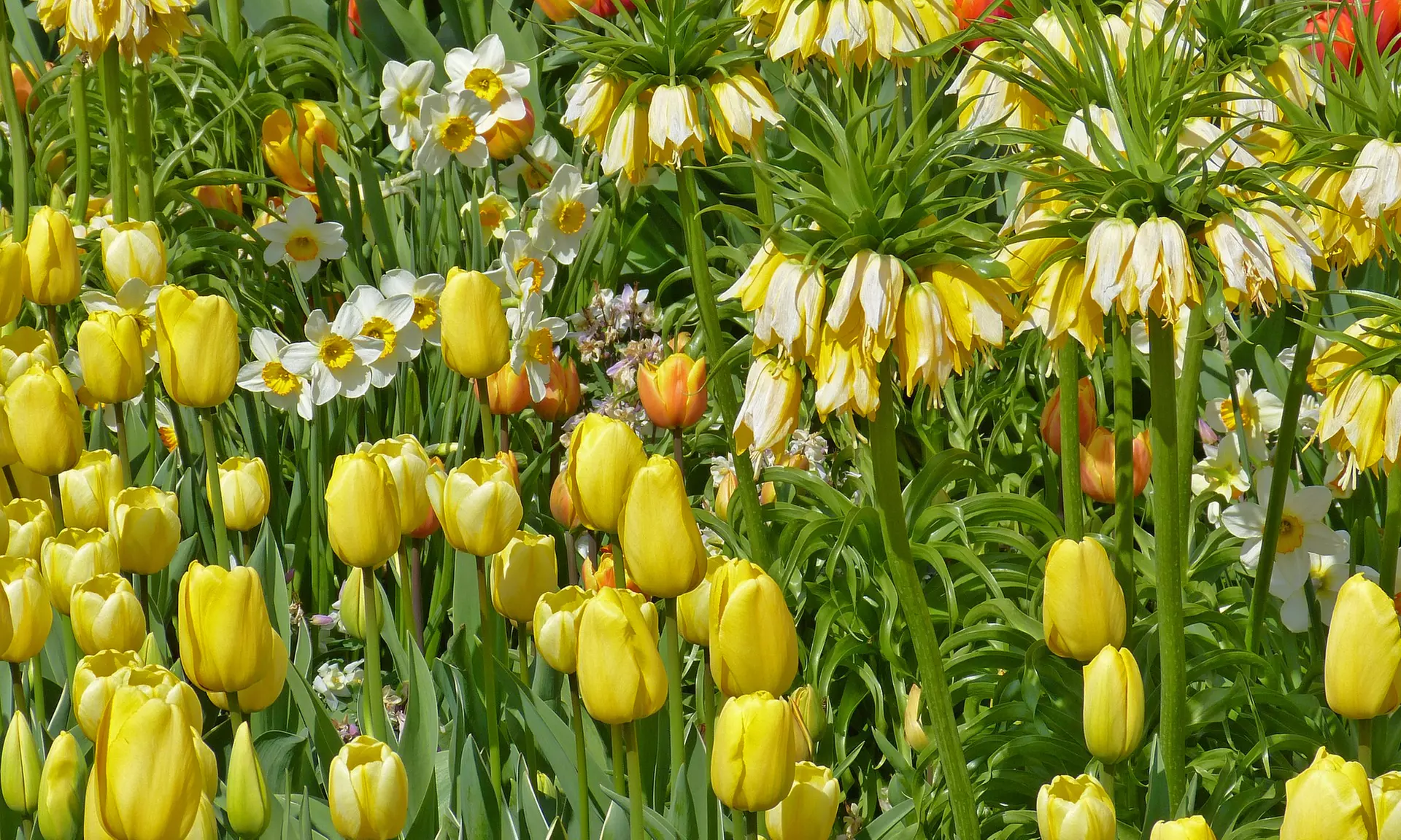 Sunny Days Spring Bloom Flower Bulbs (45pk, 90pk, 180pk with Planting Tool) - Primary Image