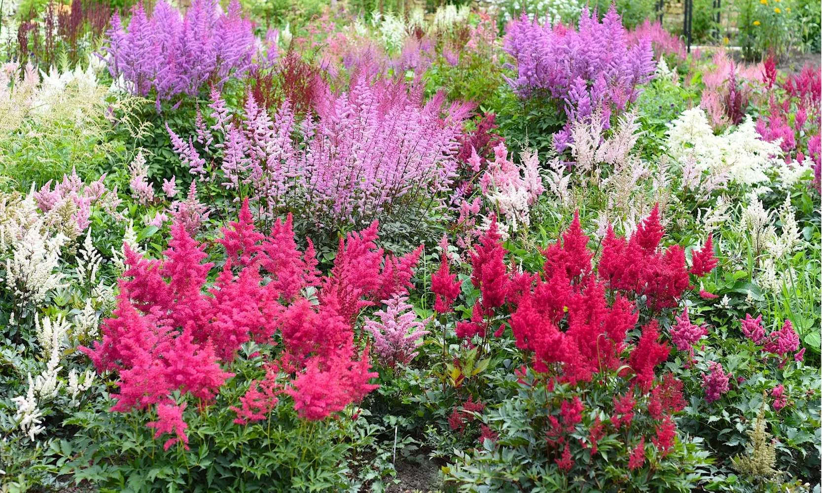 Giant Plume Colorful Astilbe Flower Bulbs (3-, 6-, 12-Pack with Planting Tool)