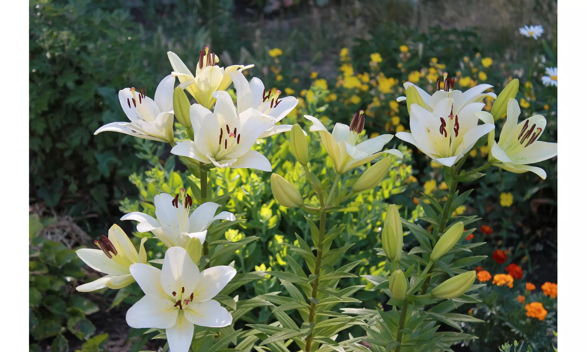 "Pretty Lady" Giant Tree Lily Flower Bulbs (3-, 6-, 12-Pack With Planting Tool)