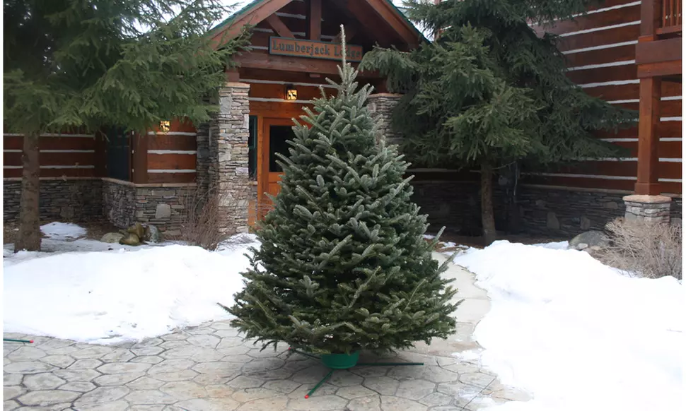 6 Foot Premium Fraser Fir Christmas Tree Fresh Live Christmas Tree Holiday Décor - Primary Image