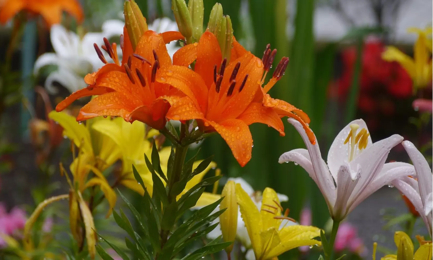 Lovely Lilies Colorful Mixed Flower Bulbs(10-, 20-, 50-Pack with Planting Tool)