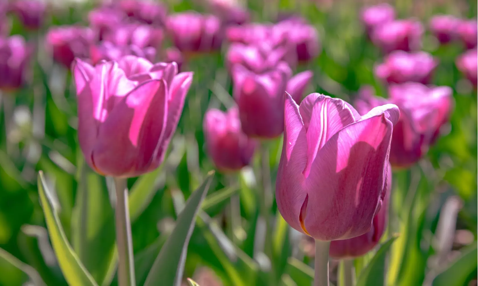 Lavender Purple Trophy Tulip Flowers (10, 20, & 40 Bulbs With Planting Tool)