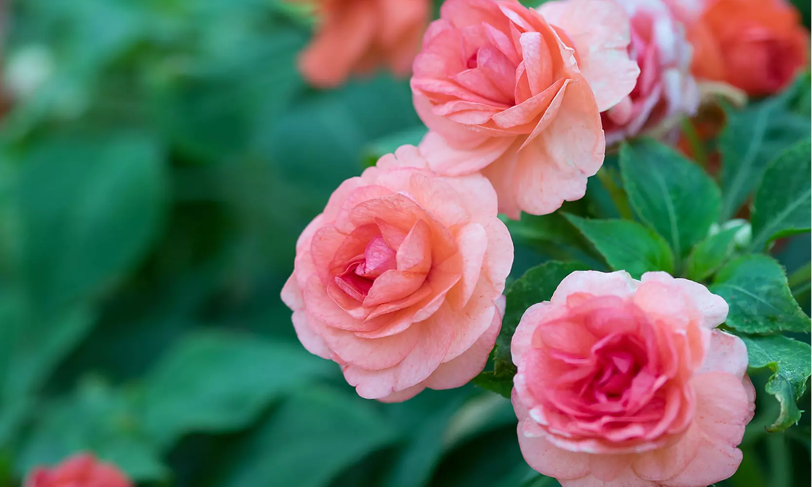Strawberry Ripple Begonia Flower Bulbs (4-, 8-,16-Pack with Planting Tool)