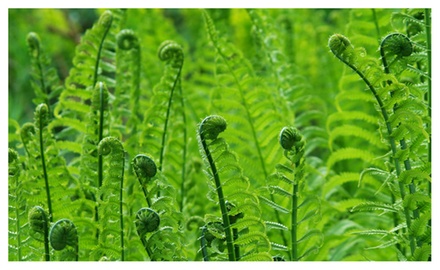 Fiddlehead Fern - Pkg of 3 Plants | Groupon