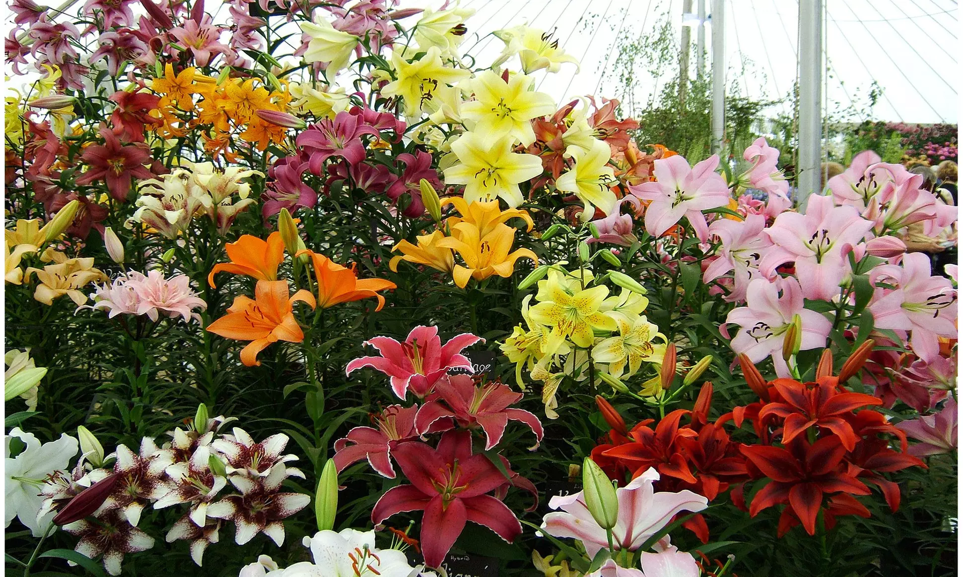 Lovely Lilies Colorful Mixed Flower Bulbs(10-, 20-, 50-Pack with Planting Tool)