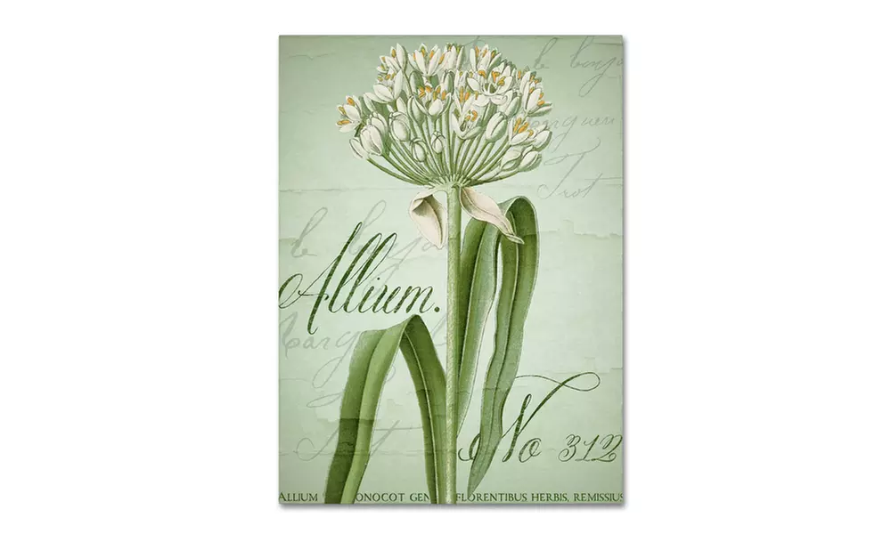 Color Bakery 'Allium I' Canvas Art - Primary Image