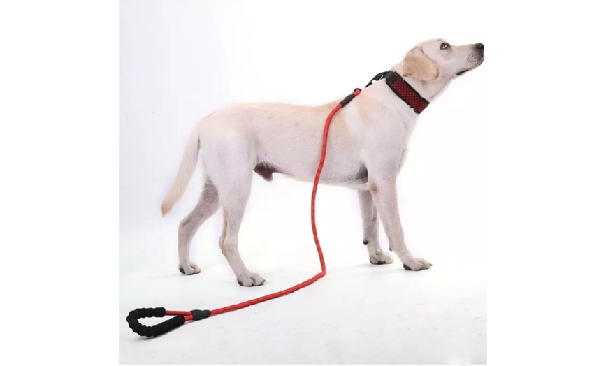 5 ft dog leash