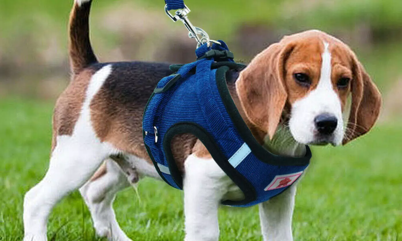 Cat Dog Pet Harness Leash Set Adjustable Control Vest Dogs Reflective XS M L XL