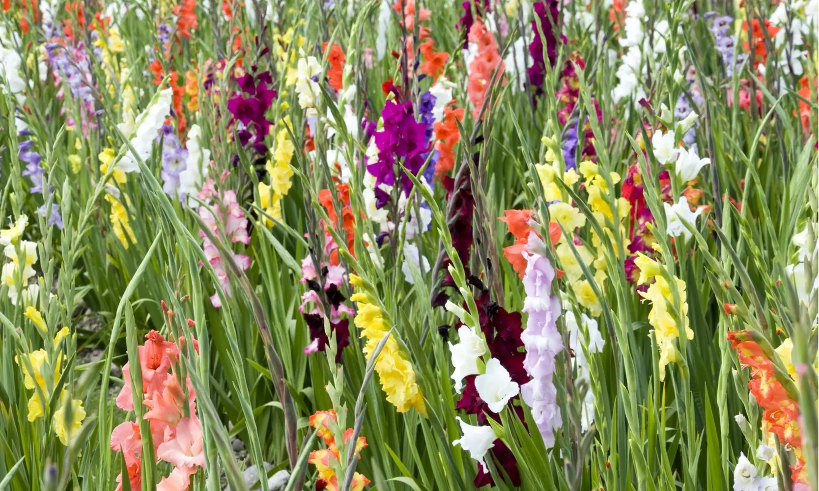 Giant Gladiolus Mixed Flower Bulbs (40-, 80-, 200-Pack with Planting Tool)