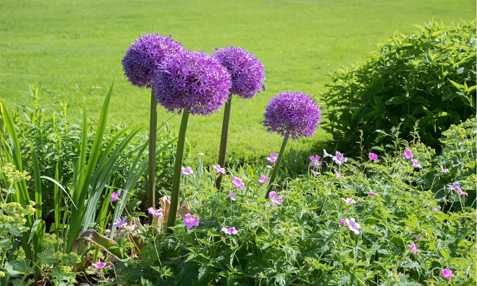 Giant Purple Ornamental Allium Flowers (3, 6, and 12 Bulbs with Planting Tool)