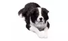Sandicast OS389 Original Size Black And White Border Collie Sculpture Lying