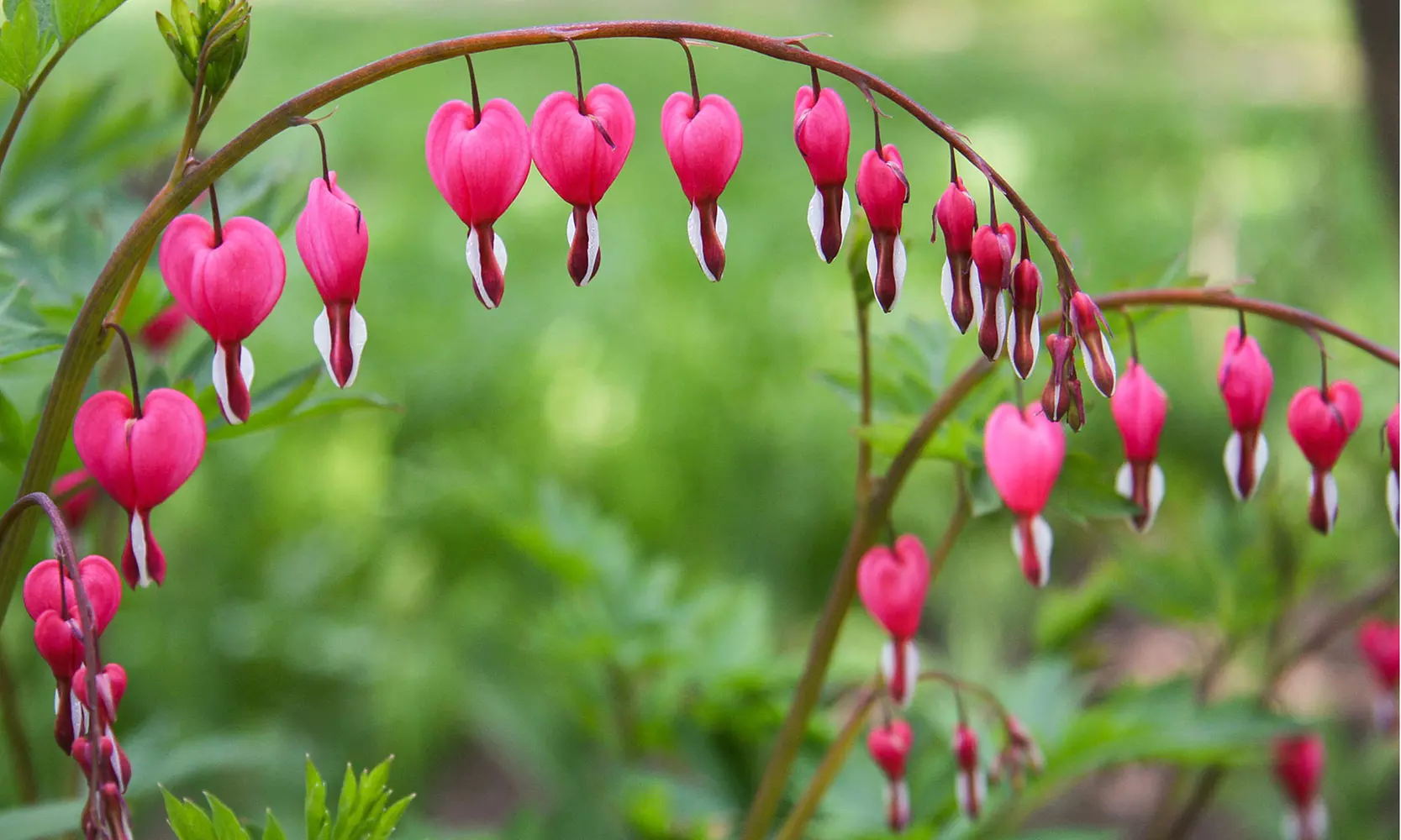 Bleeding Heart Flower Bulbs - Pink or White (2-, 4-, 8-Pack With Planting Tool)