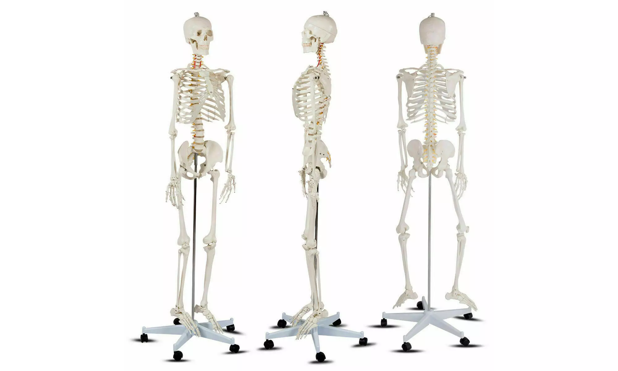 70.8'' Life-size Skeleton Model Medical School Human Anatomy W/Rolling Stand - Primary Image