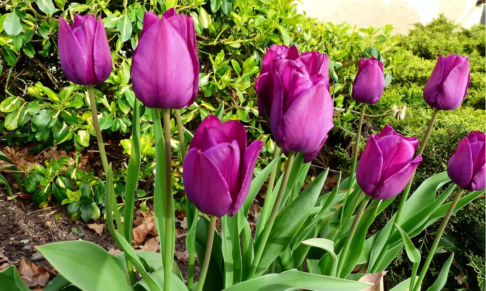 Lavender Purple Trophy Tulip Flowers (10, 20, & 40 Bulbs With Planting Tool)