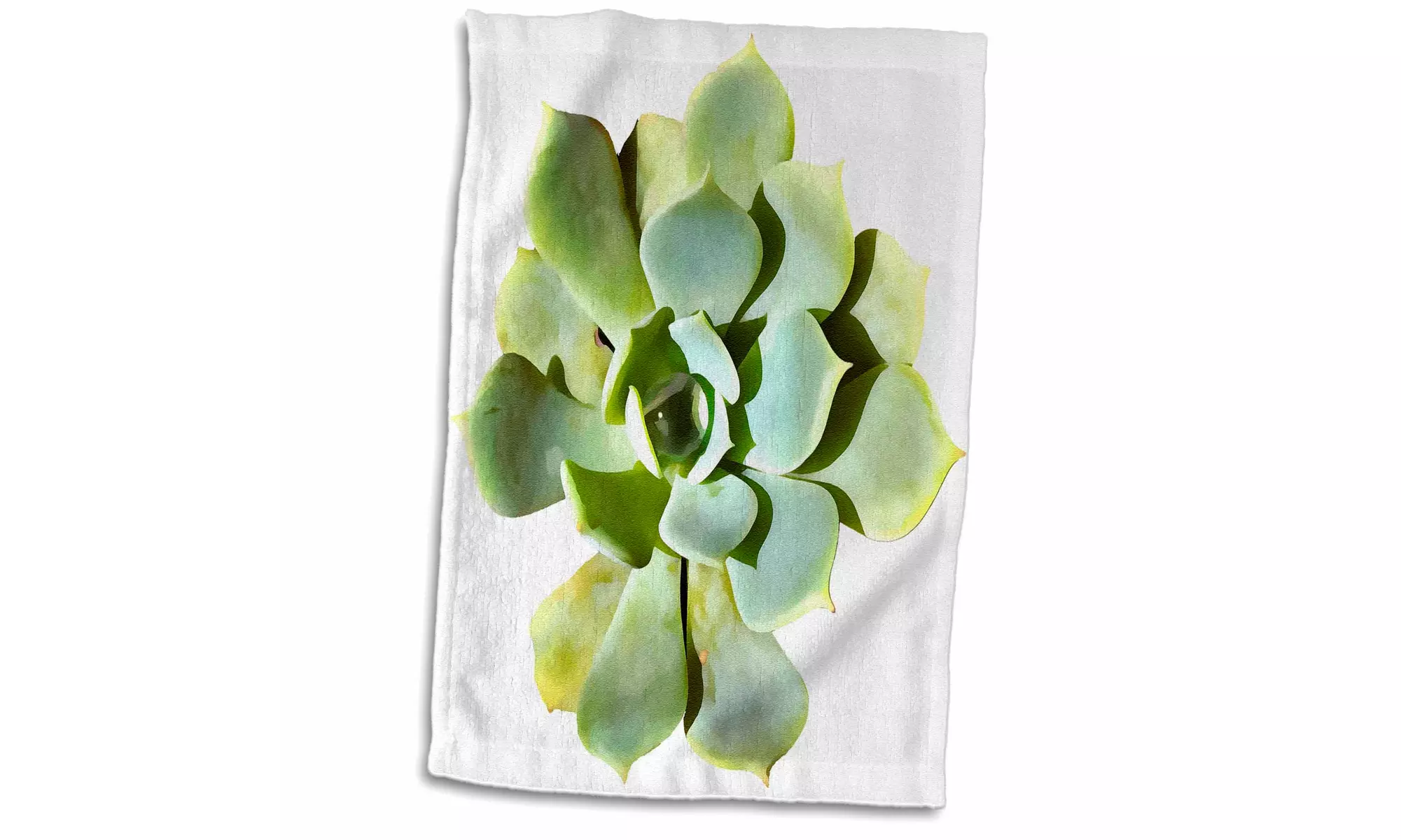  Towel - Succulent Garden Plant With Dew Isolated on White - 15 by 22-inches  - Primary Image