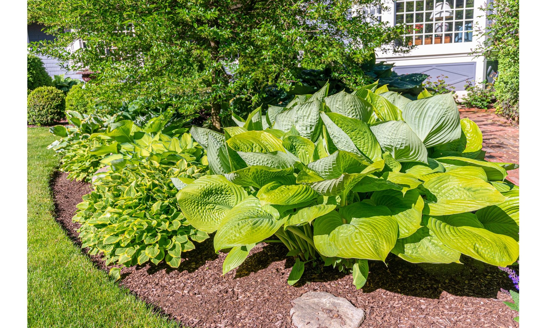 Up to 12 Touch Of ECO Granny's Giant Hosta Bare Root Plants