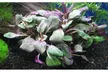 3 x Lobelia Cardinalis Bunch Carpet Fresh Live Aquarium Plants - Second Medium