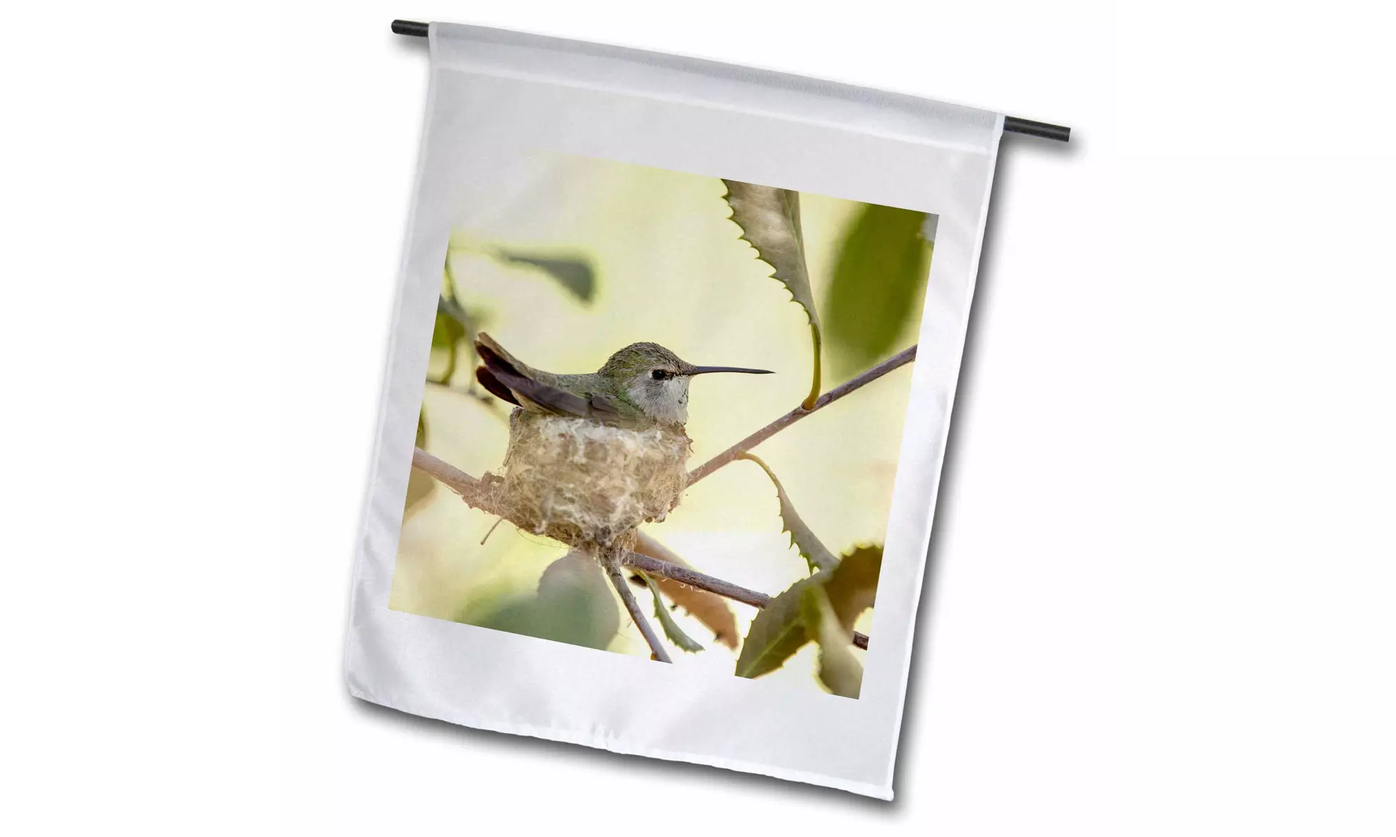 Garden Flag USA, Arizona, Tucson, Sonoran Desert Museum.Hummingbird on her nest - Primary Image