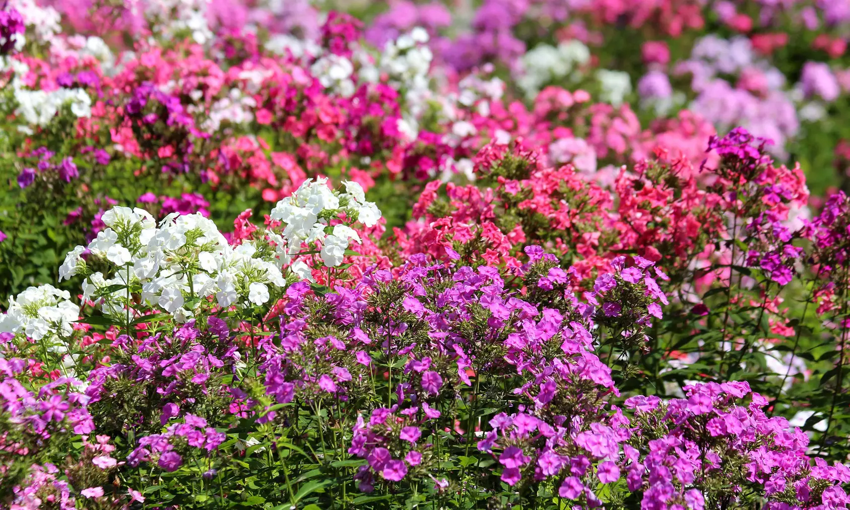 Sweet Summer Blooming Flower Garden - 4 Varieties - 6 Bulbs Each Option