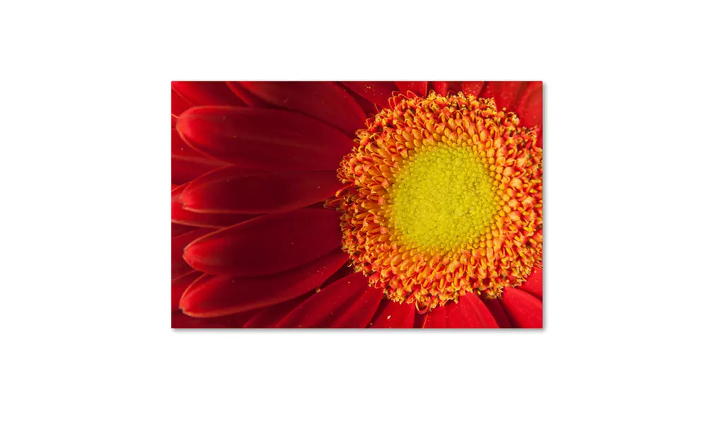 PIPA Fine Art 'Nature's Beauty' Canvas Art - Primary Image