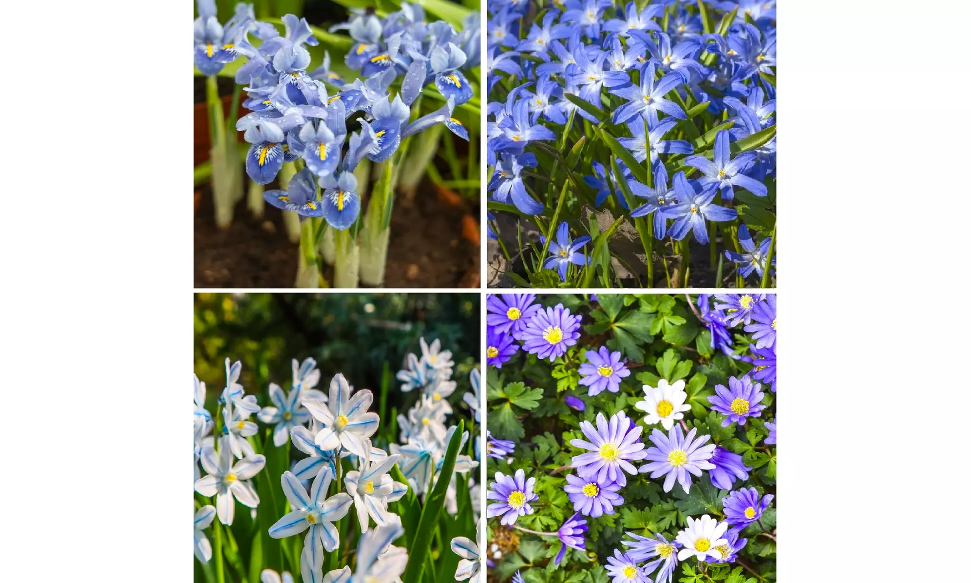 Rock Garden Mixed Flower Collection (55, 110, & 220 Bulbs with Planting Tool)