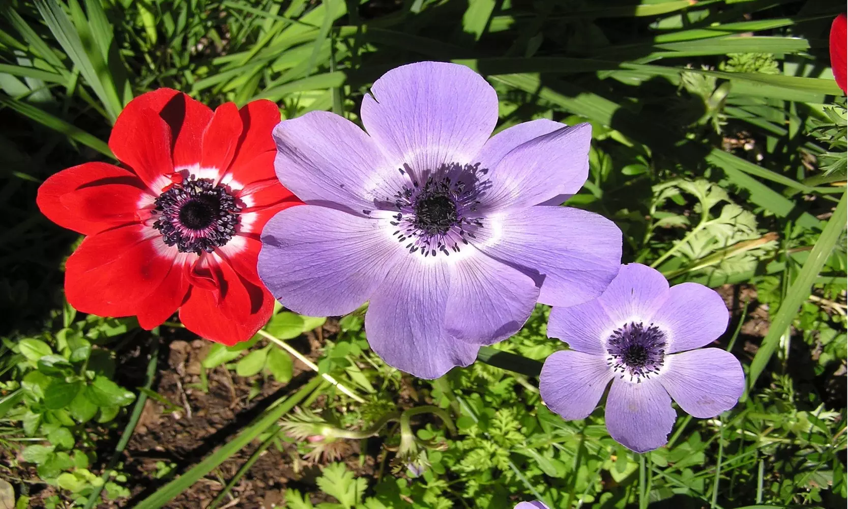 Up To 60 Touch Of ECO Lieutenant Anemone Poppy Flower Bulbs