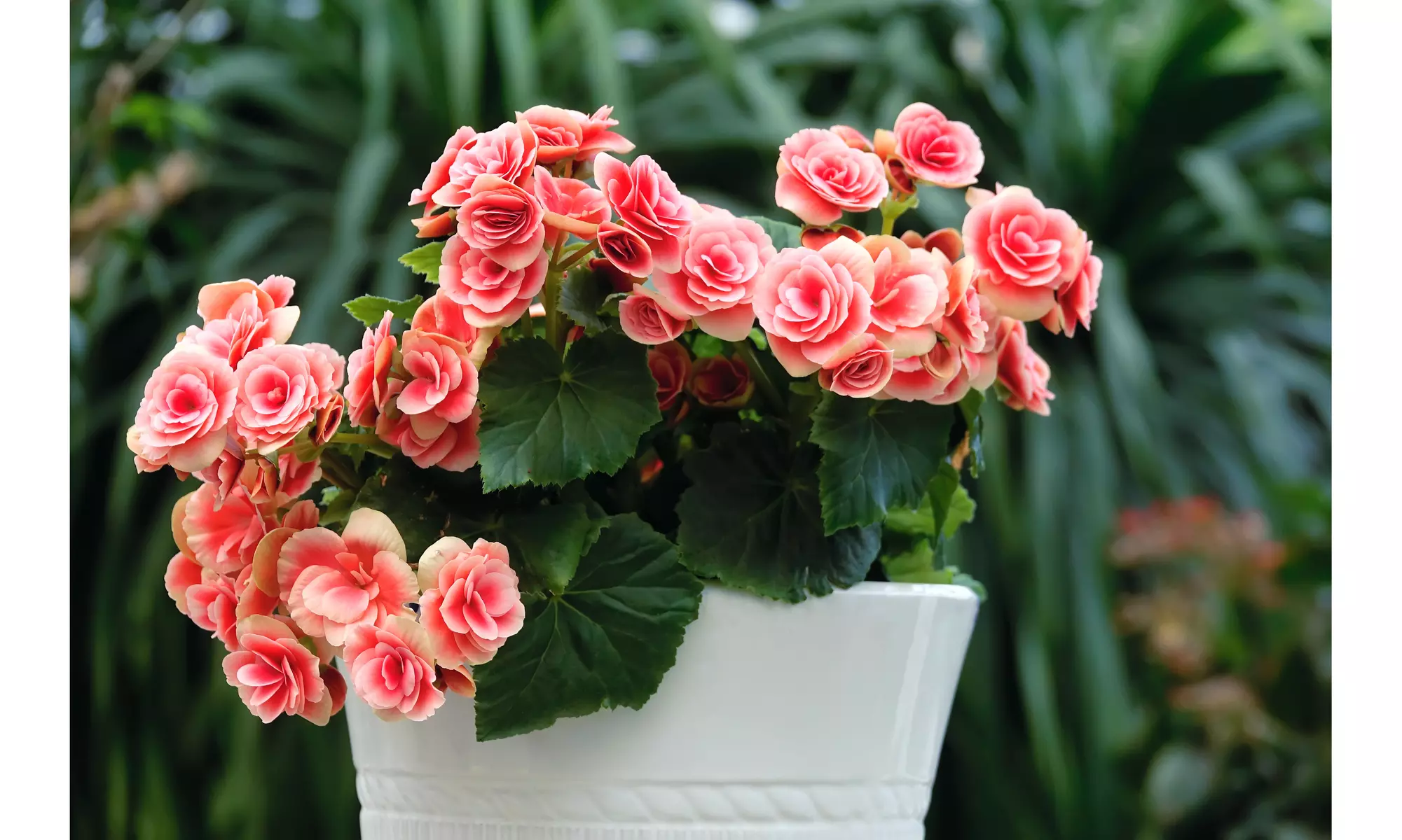 Strawberry Ripple Begonia Flower Bulbs (4-, 8-,16-Pack with Planting Tool)