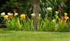 Famously Fragrant Mixed Freesia Flower Bulbs(30Pk,60Pk,or 150Pk w/Planting Tool)
