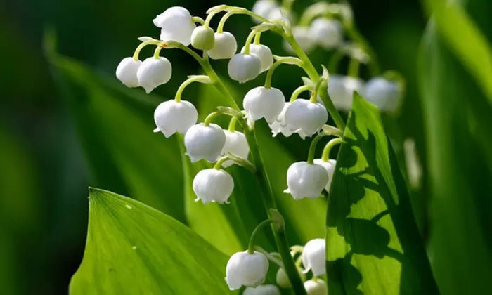 Sweet Lily Of The Valley Flower Bulbs (4-, 8-, 20-Pack With Bulb Planter)