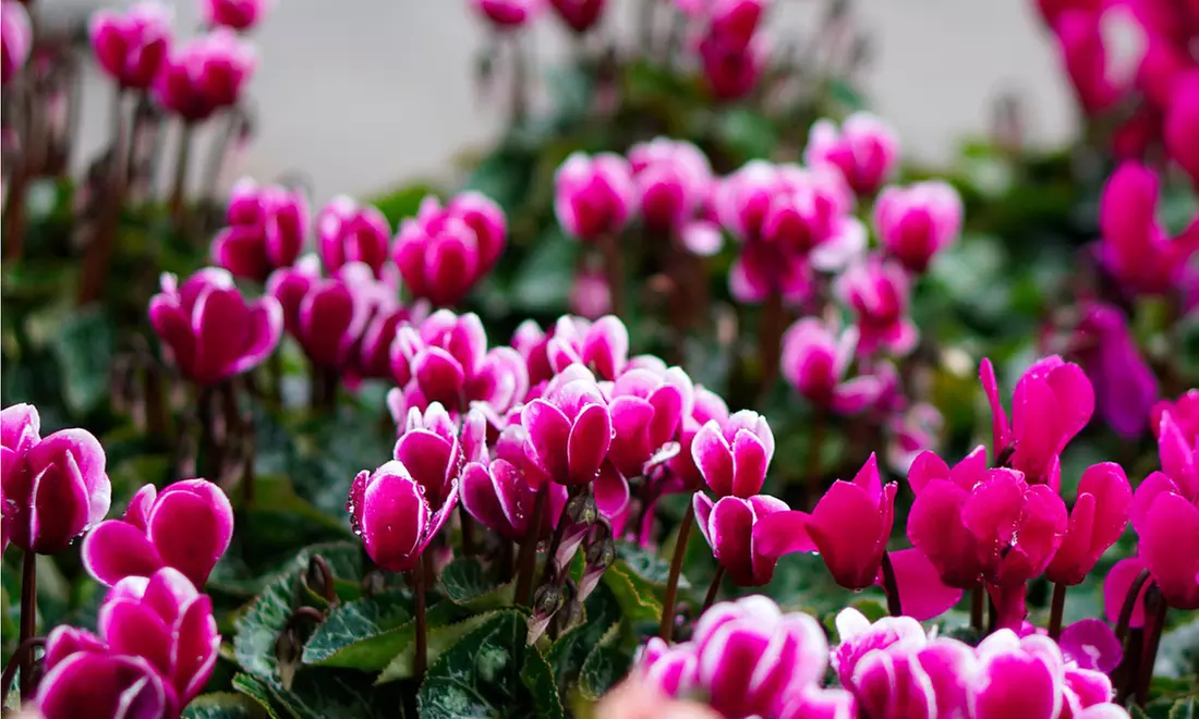 Pretty Pink Cyclamen Coum Flowers ( 3, 6, & 12 Bulbs With Planting Tool)
