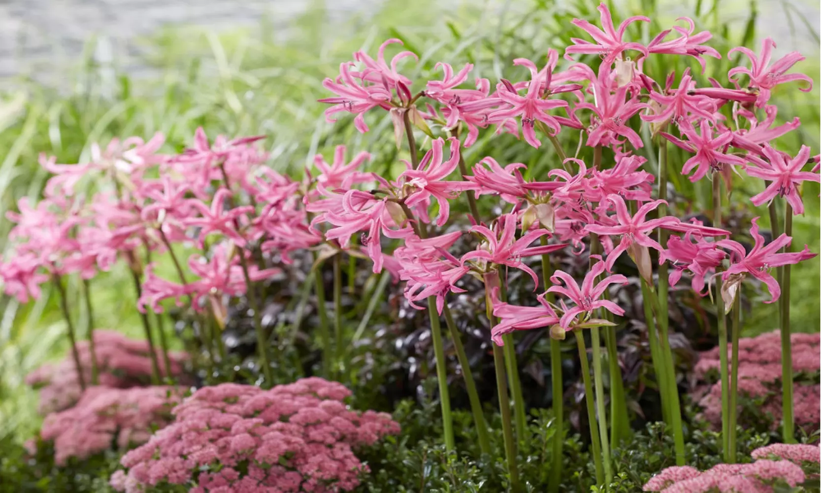 Flamingo Pink Amarine Belladiva Flower Bulbs(2-, 4-, 8-Pack with Planting Tool) - Primary Image