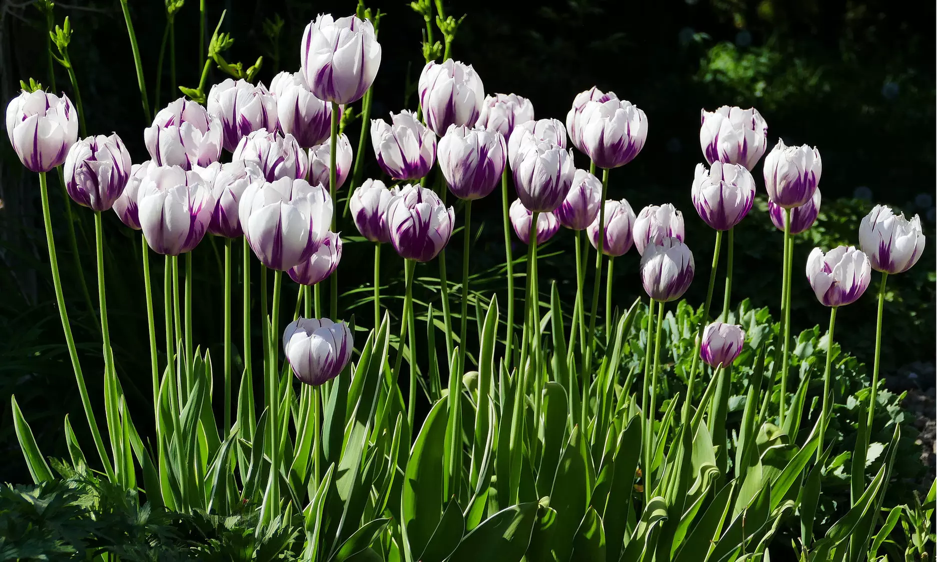 Blueberry Swirl Tulip Flowers (10, 20, & 40 Bulbs with Planting Tool)