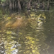 cajun pride swamp tour groupon