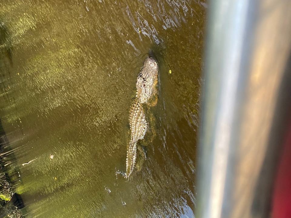 cajun pride swamp tour groupon